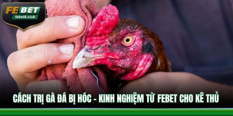 Cách trị gà đá bị hóc