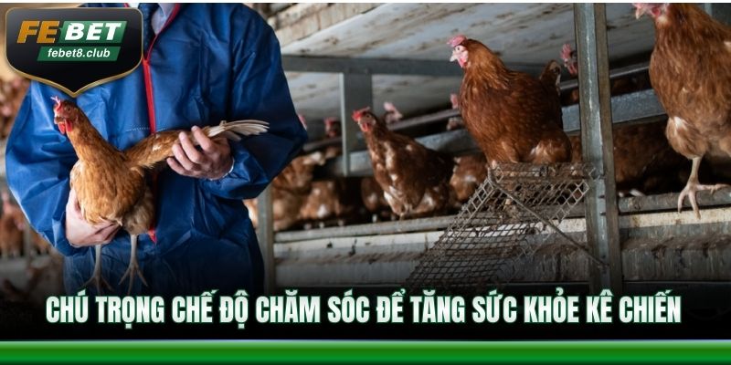 Chú trọng chế độ chăm sóc để tăng sức khỏe kê chiến