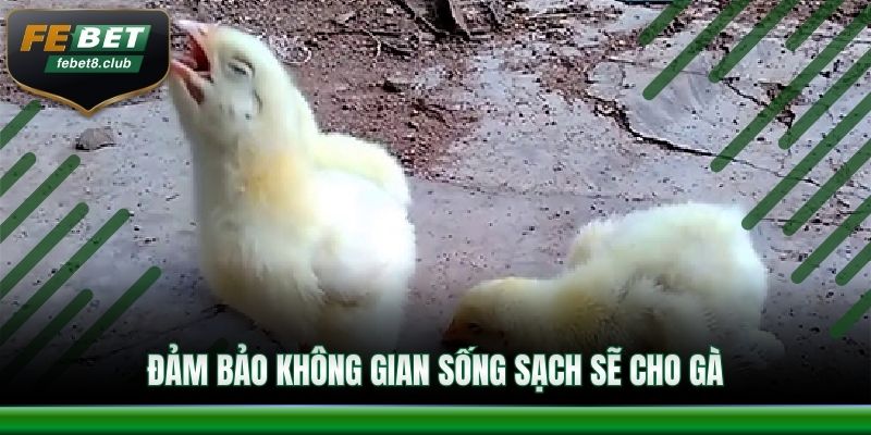 Đảm bảo không gian sống sạch sẽ cho gà