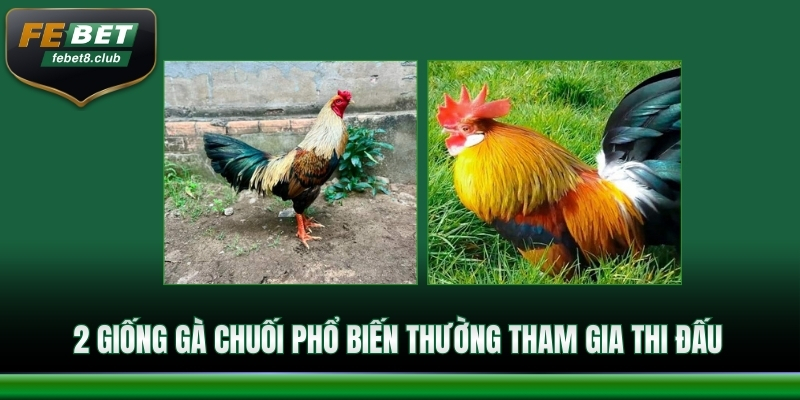 2 giống gà chuối phổ biến thường tham gia thi đấu 