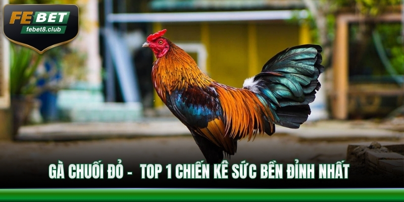 Ưu điểm tạo lợi thế thi đấu 