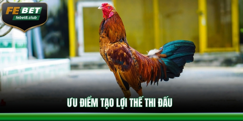 Chọn ngày thi đấu tăng sức mạnh gà chuối