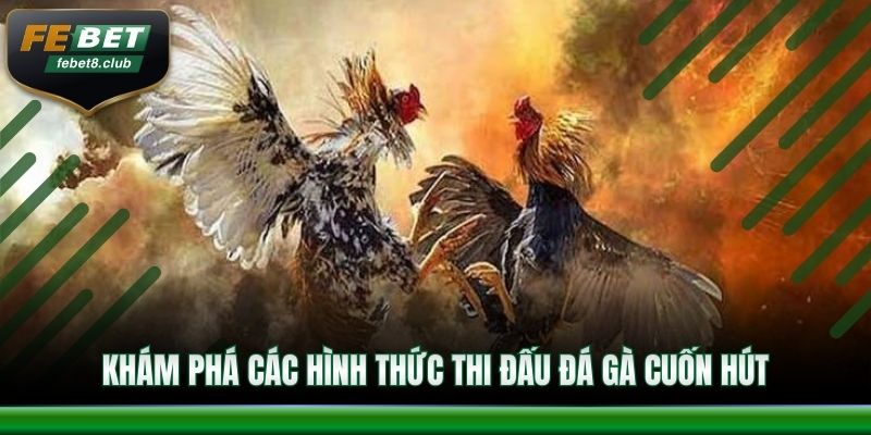Khám phá các hình thức thi đấu đá gà cuốn hút