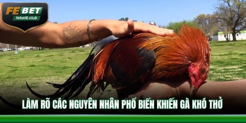 Làm rõ các nguyên nhân phổ biến khiến gà khó thở