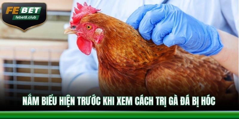 Nắm biểu hiện trước khi xem cách trị gà đá bị hóc