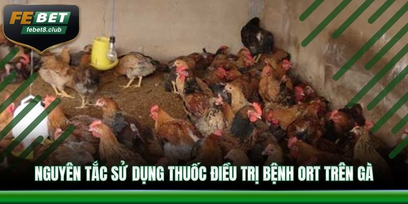 Nguyên tắc sử dụng thuốc điều trị bệnh ORT trên gà