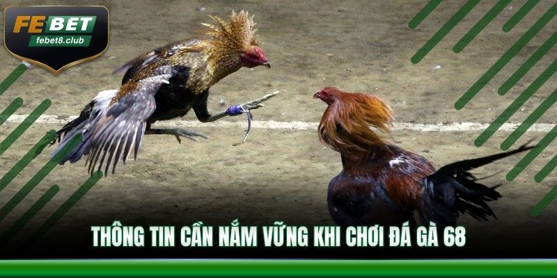 Thông tin cần nắm vững khi chơi đá gà 68