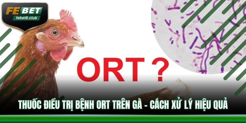 Thuốc điều trị bệnh ORT trên gà