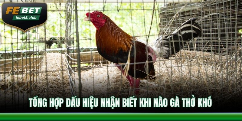 Tổng hợp dấu hiệu nhận biết khi nào gà thở khó